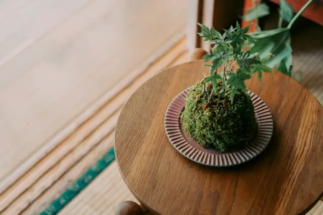 苔とも - 苔玉などのグリーンアメニティの製造販売